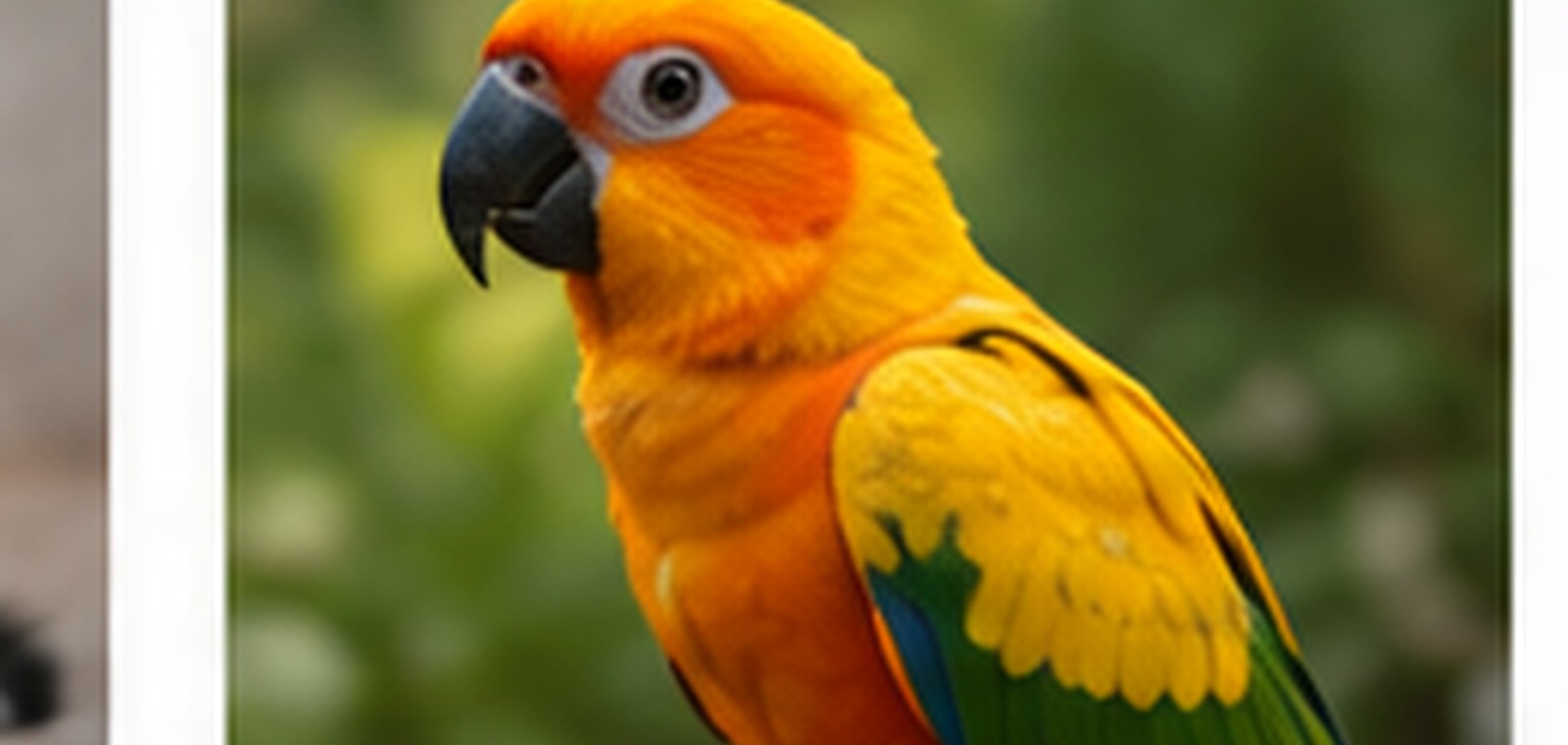 Birds pet care