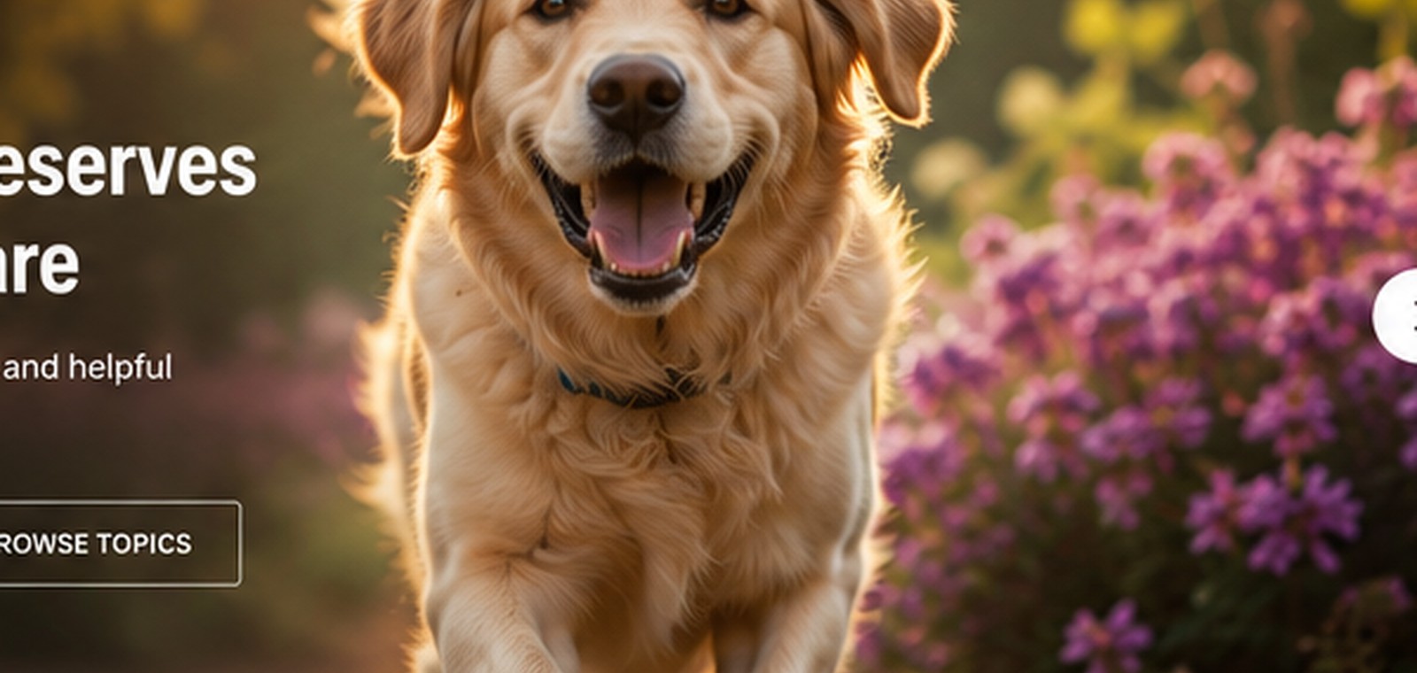 Dog Care pet care